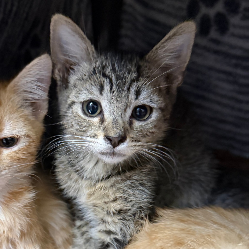 ANTINOUS - American Shorthair available for adoption