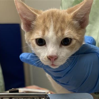 REALITY - Domestic Shorthair available for adoption