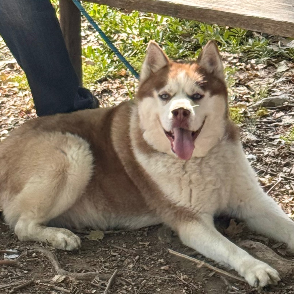 Apollo (C000-753) - Chino Hills Location, photo 38