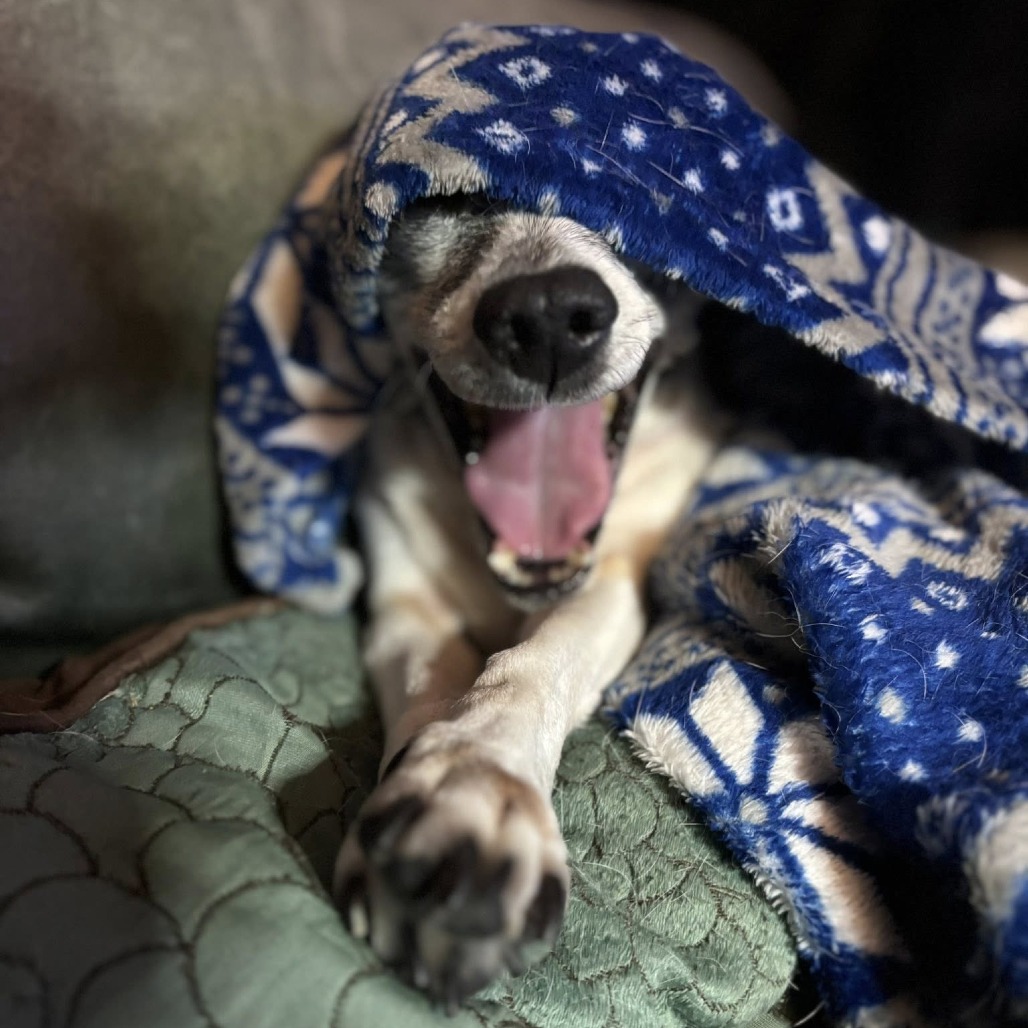 Marmalade — thumbnail 3