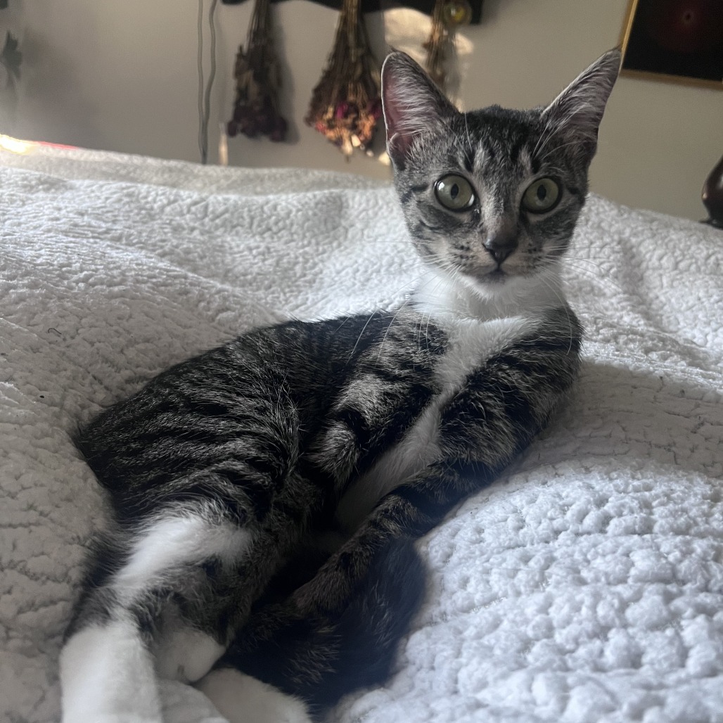 LILY ANNE - Domestic Shorthair available for adoption