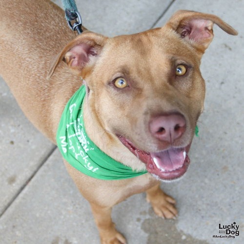 MA'AM - Retriever, Labrador / Shepherd available for adoption