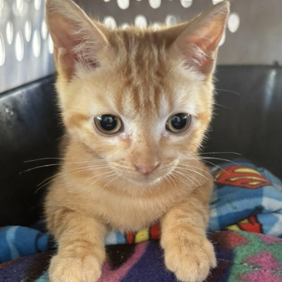 GINKO - Domestic Shorthair available for adoption
