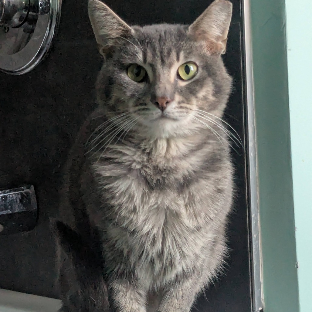 RUDY - Domestic Shorthair available for adoption