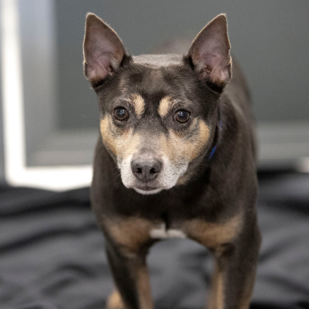 TWOTWO (AG26-26) - Terrier / Rat available for adoption