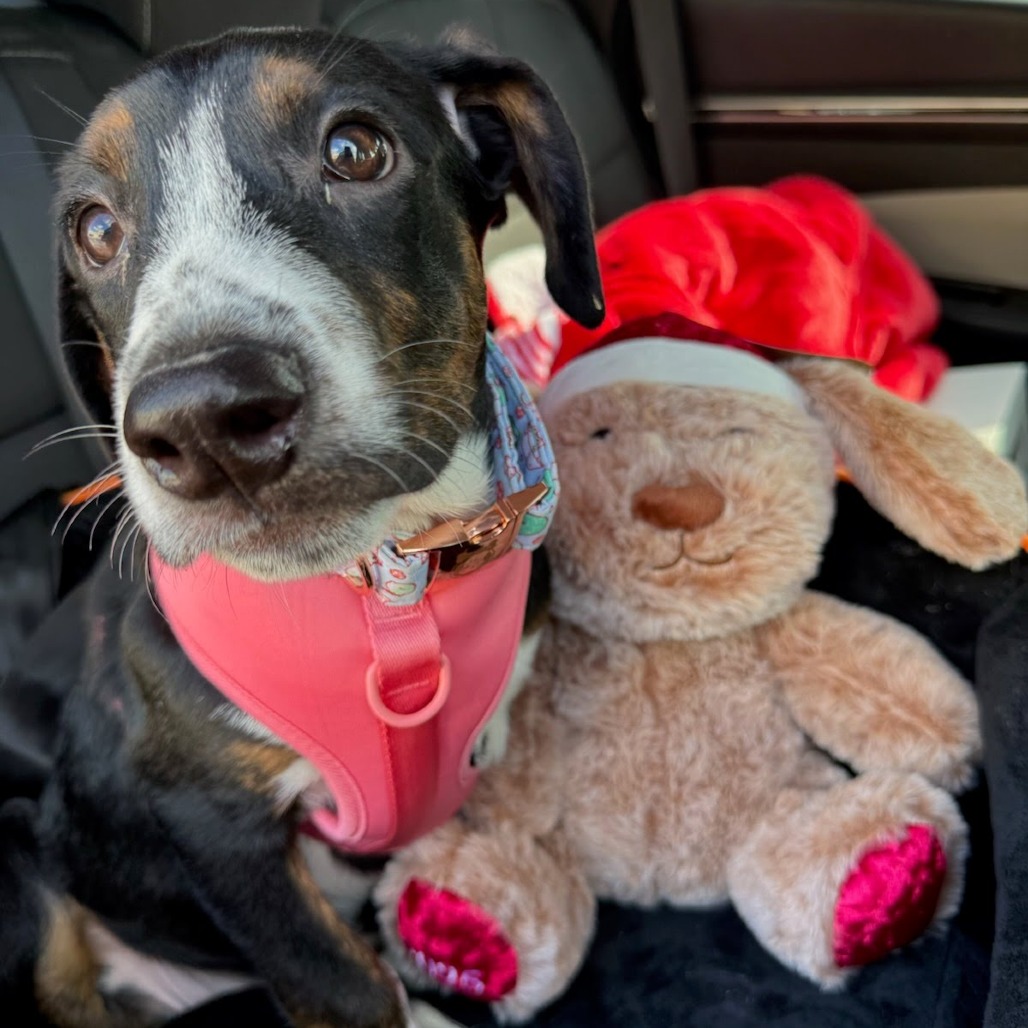 Carol, available for adoption at PVAS