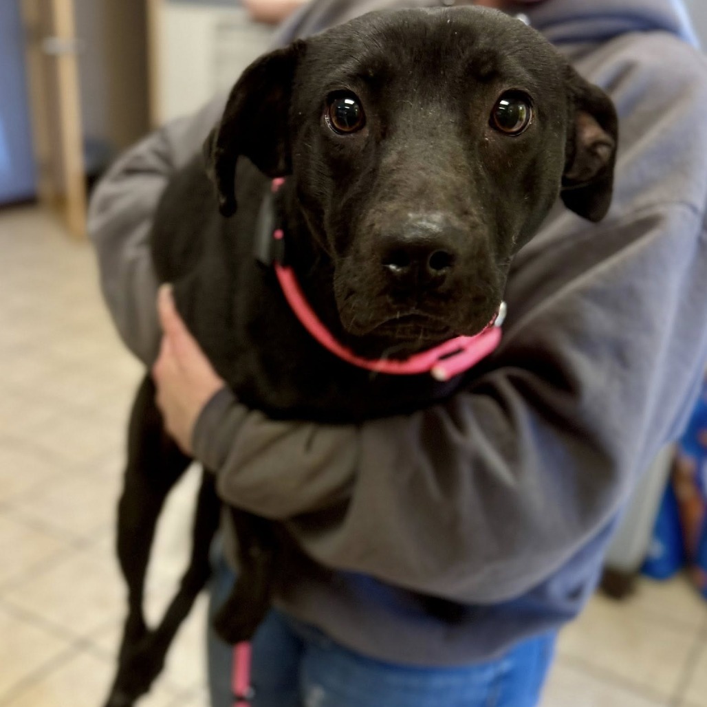 AGGIE - Retriever / Black Labrador available for adoption