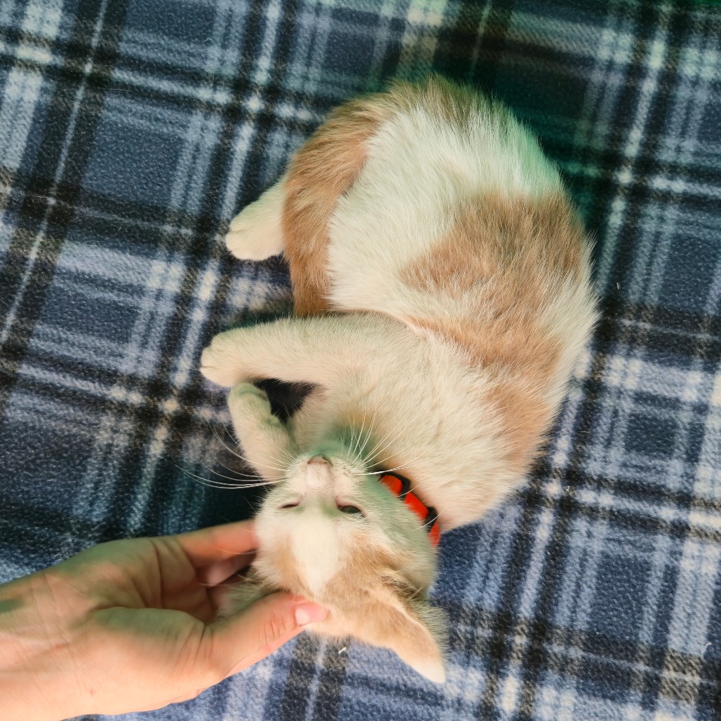OZZY - Domestic Shorthair available for adoption