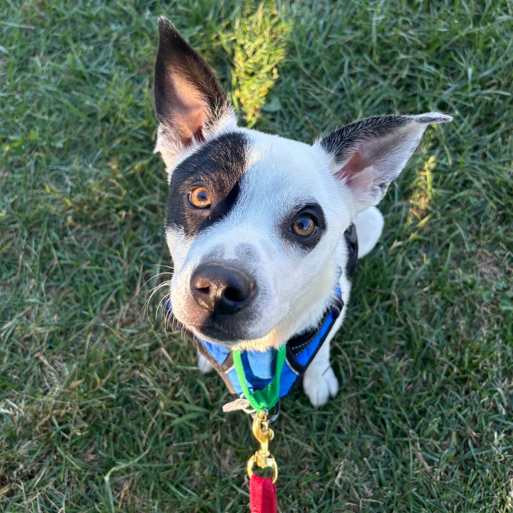 Gizmo, photo 5