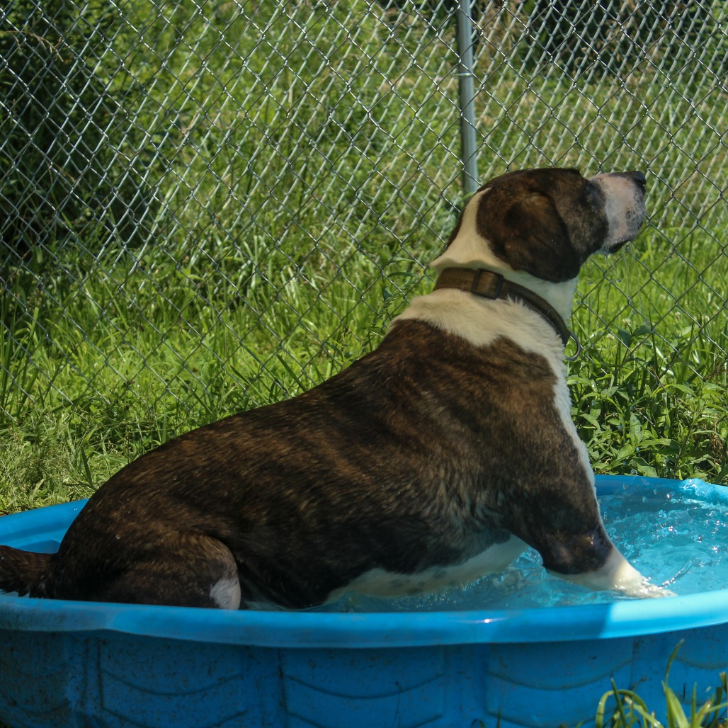Izzy, photo 16