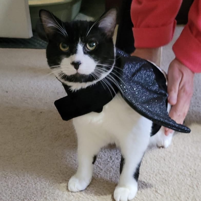 CEDARKIT - Domestic Shorthair for adoption in Silver Spring