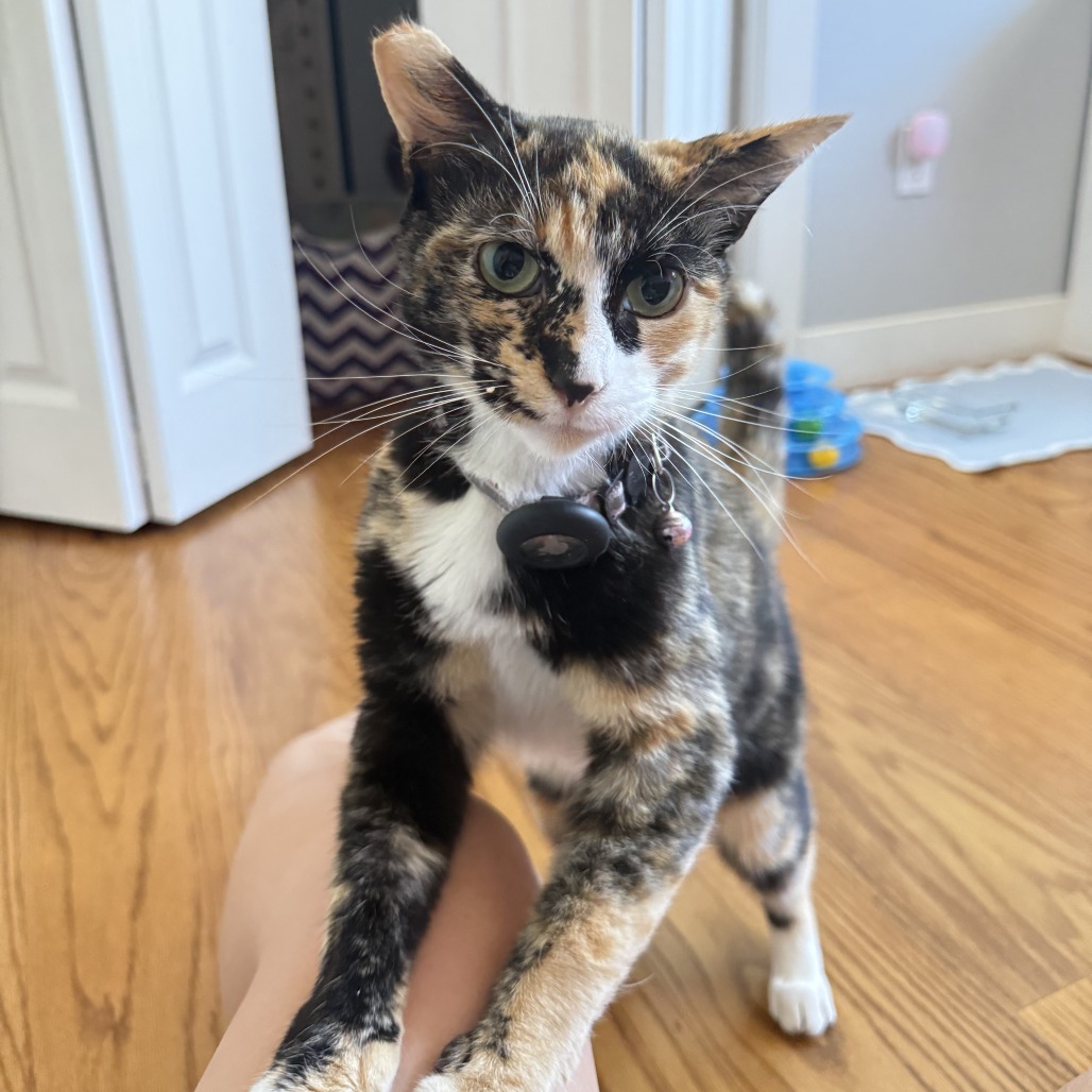 cat-3_d15c0254-8ccd-4beb-bc3e-1c988bcc5d51-removebg-preview.png