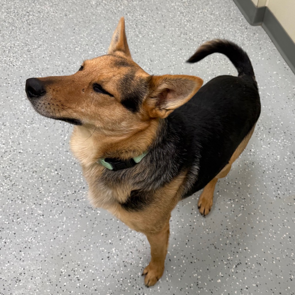 Bandit — thumbnail 3