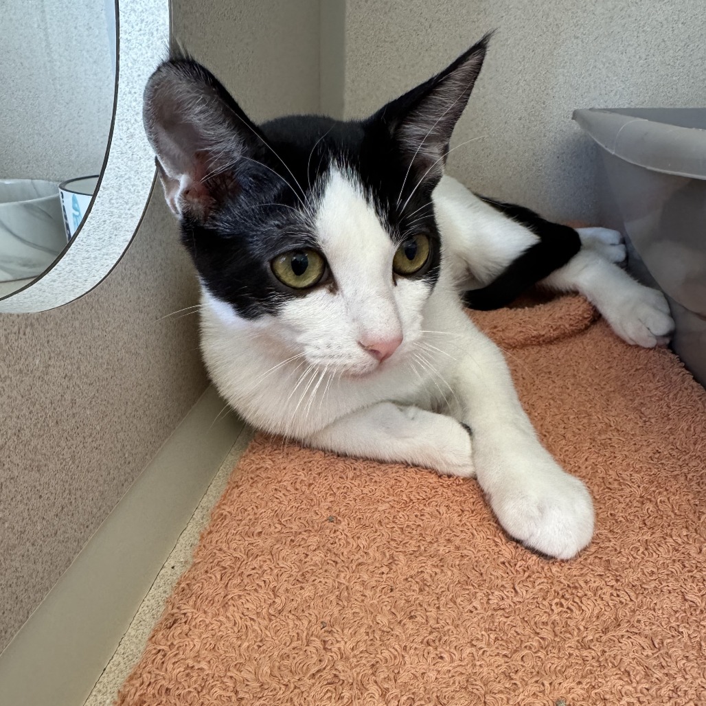 Sissy - Domestic Shorthair
