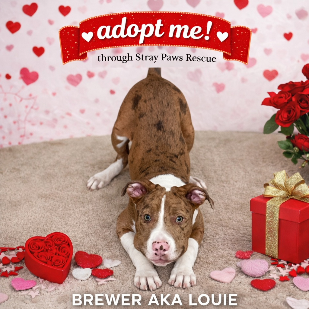 Brewer (Louie)