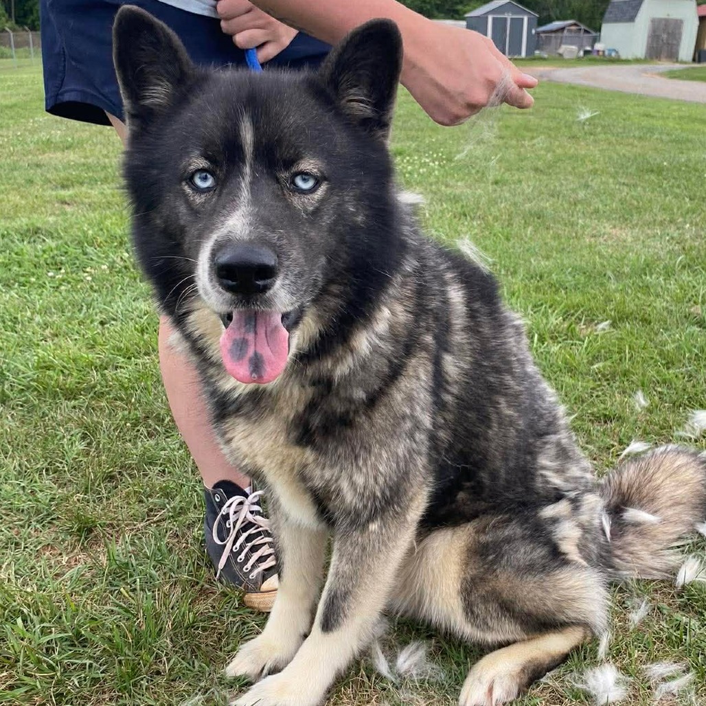 JAX - 003905 - Husky / Chow Chow available for adoption