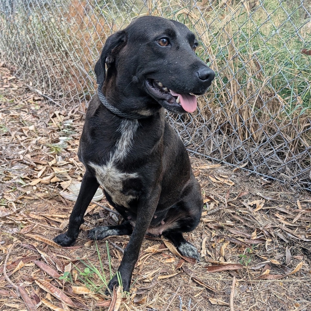 LENTIL - Shepherd available for adoption