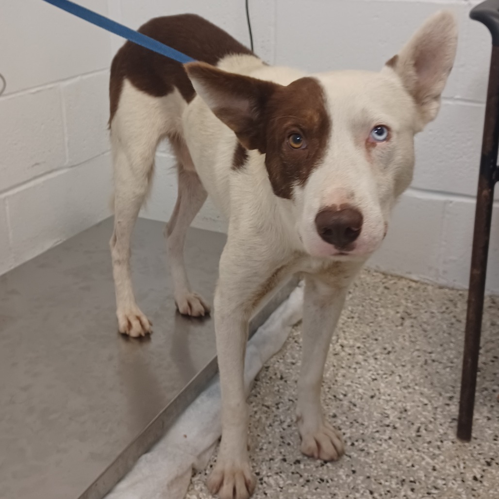 BANJO - Collie / Shepherd, Australian for adoption in Hattiesburg