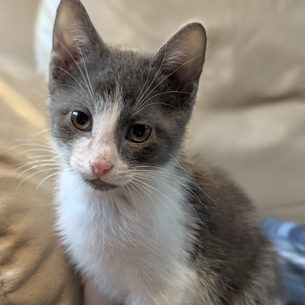 LEONARD - Domestic Shorthair available for adoption