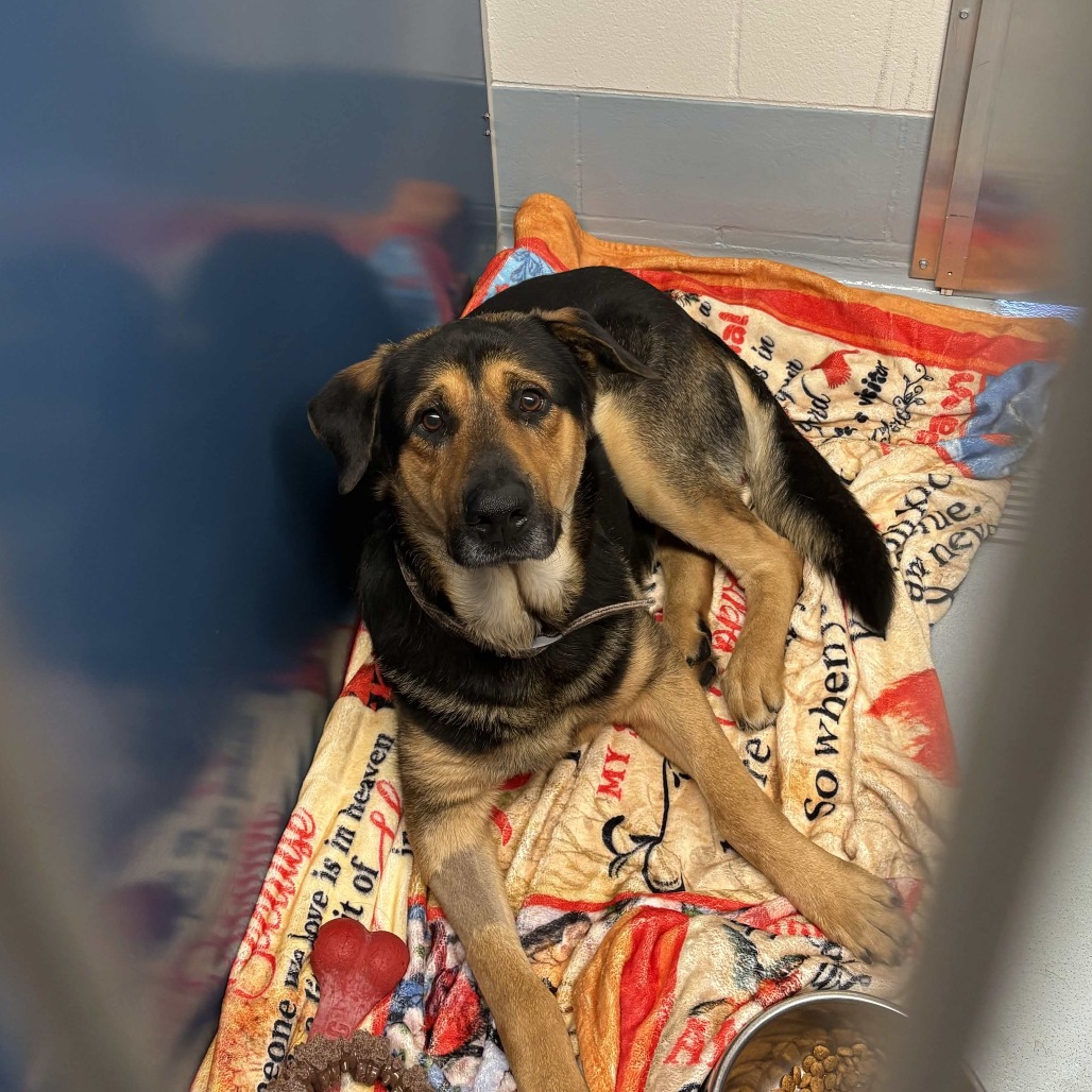 BEAR - Shepherd, German / Hound available for adoption