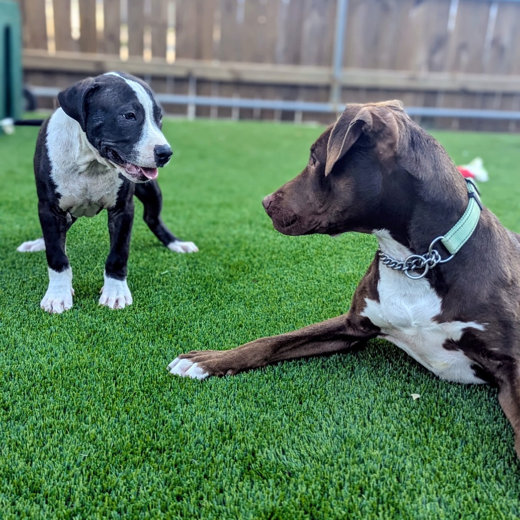 Referee is available for adoption at Renegade Paws Rescue
