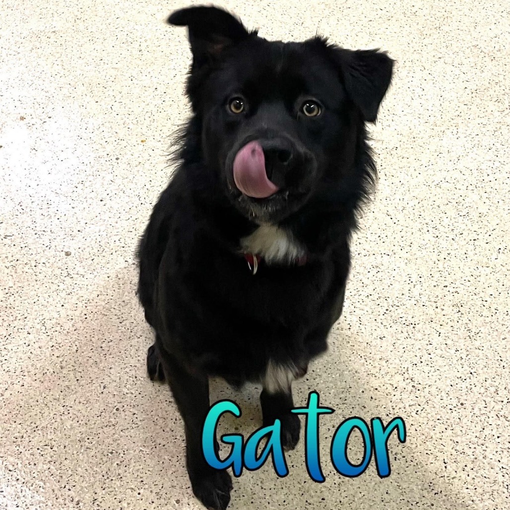 Gator