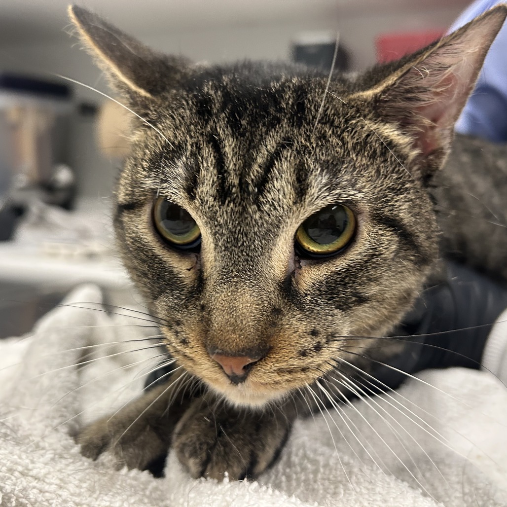 Sakay — thumbnail 2