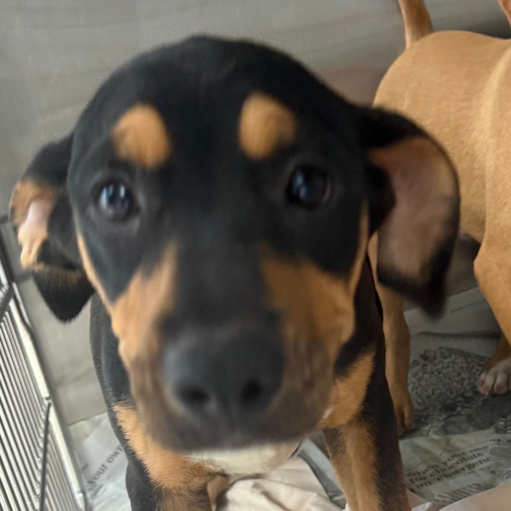 VICTORIA - Mixed Breed (Medium) / Mix available for adoption