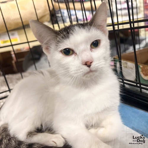HADLEY - Domestic Shorthair available for adoption