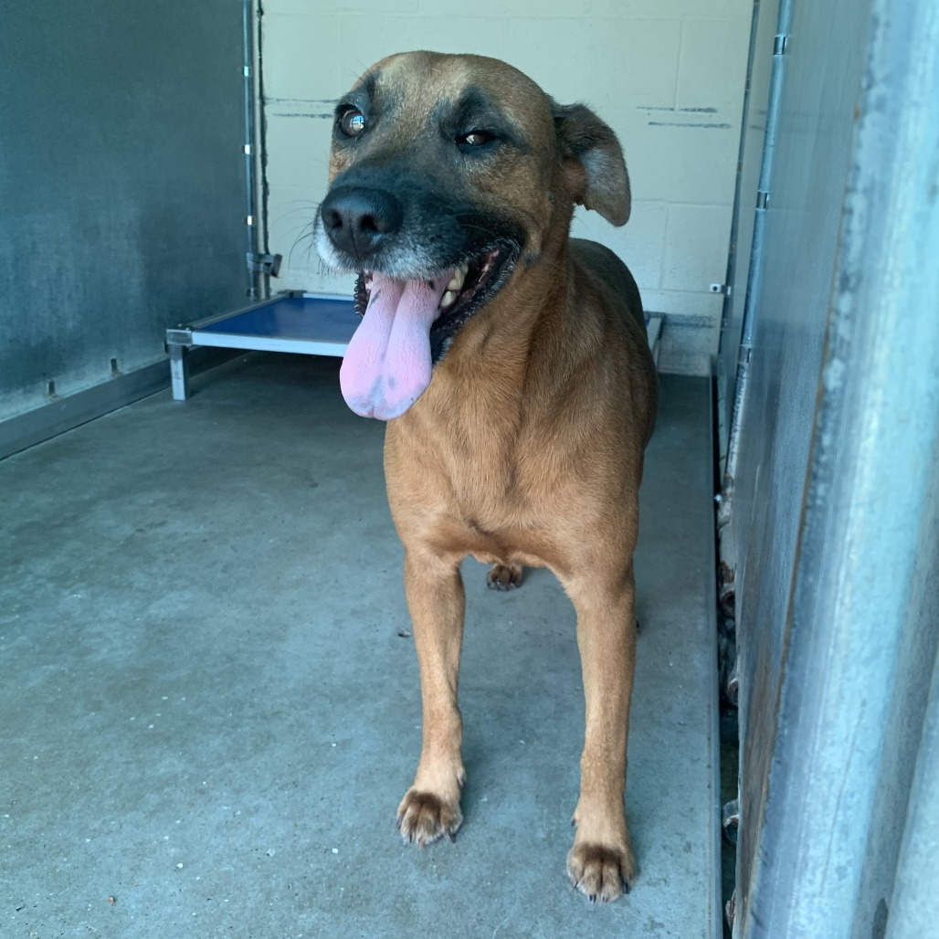 ENDER - Shepherd available for adoption