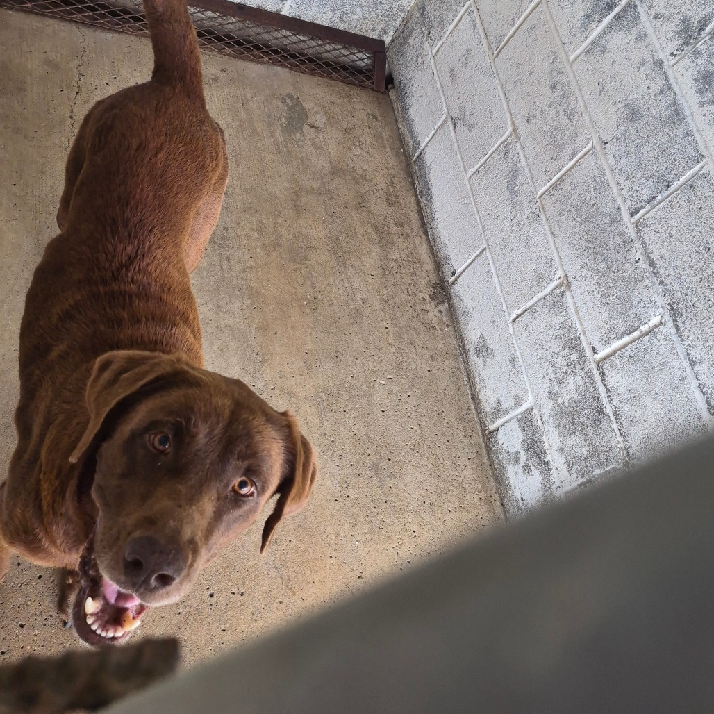CHOCOLATE - Retriever / Chocolate Labrador available for adoption