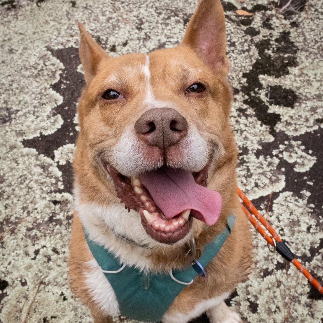Zoomer (I Have a Secret Crush!), adoptable senior dog
