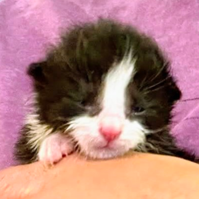 Thurston Howell III