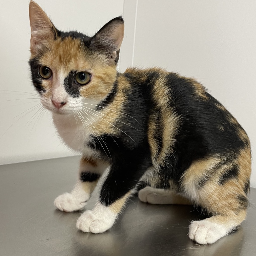 CHAI - Domestic Shorthair / Mix for adoption in Hattiesburg