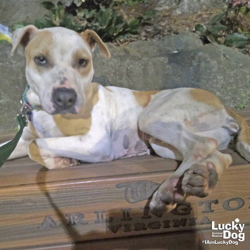 LILITH - Hound / Mix available for adoption