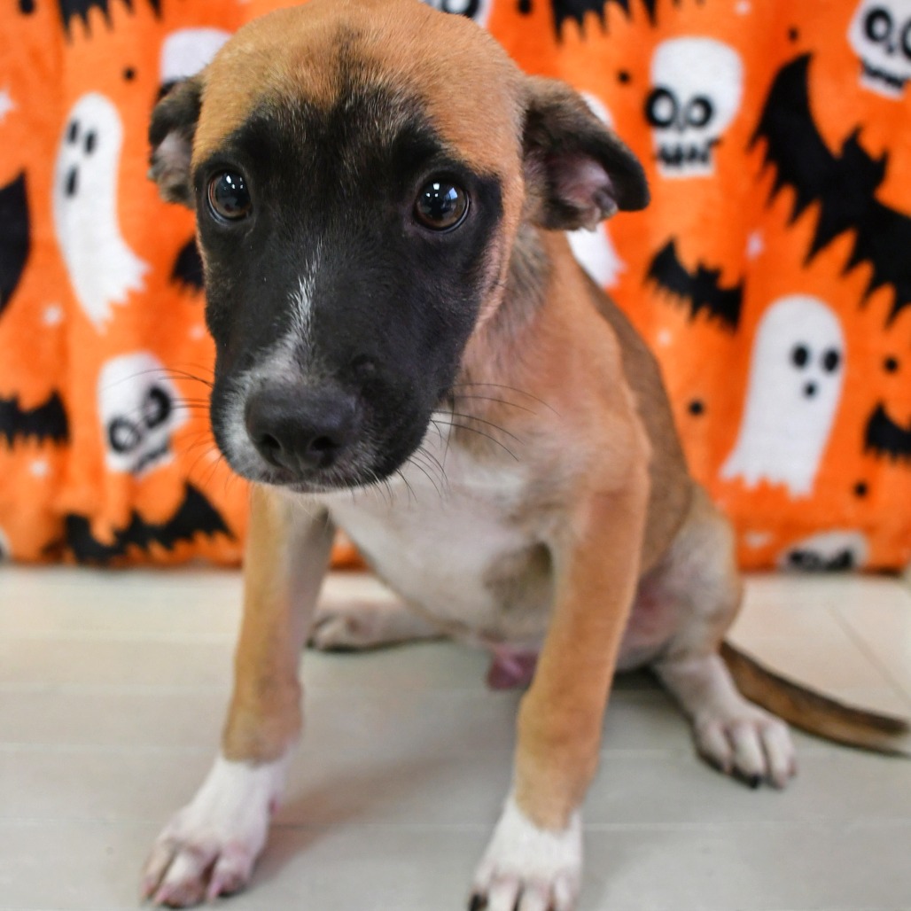 BANE - Shepherd available for adoption