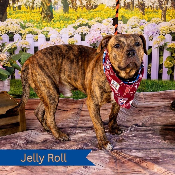 Jelly Roll