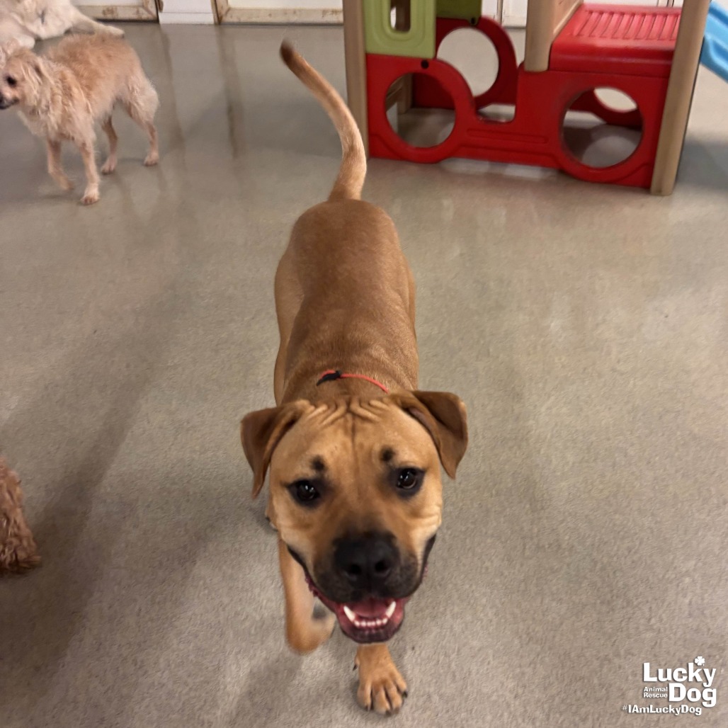 HONEY BEAR - Ridgeback, Rhodesian / Retriever, Labrador available for adoption