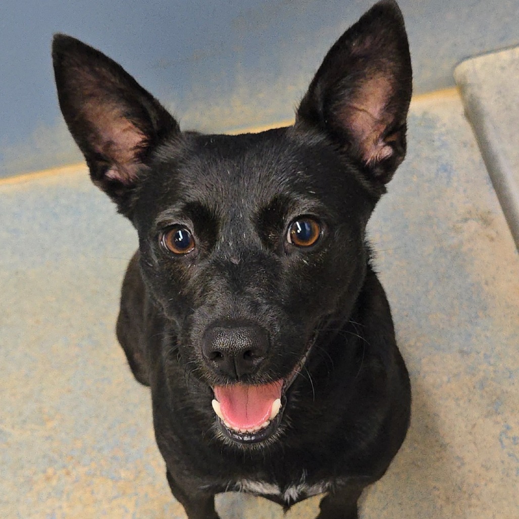 CAROLINE - Terrier / Shepherd available for adoption
