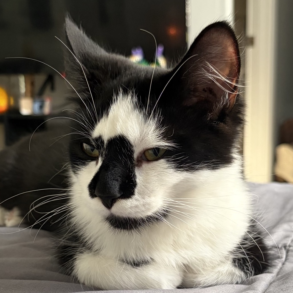 Bandit