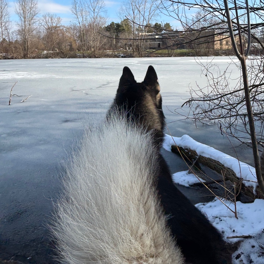 Cedar — thumbnail 4