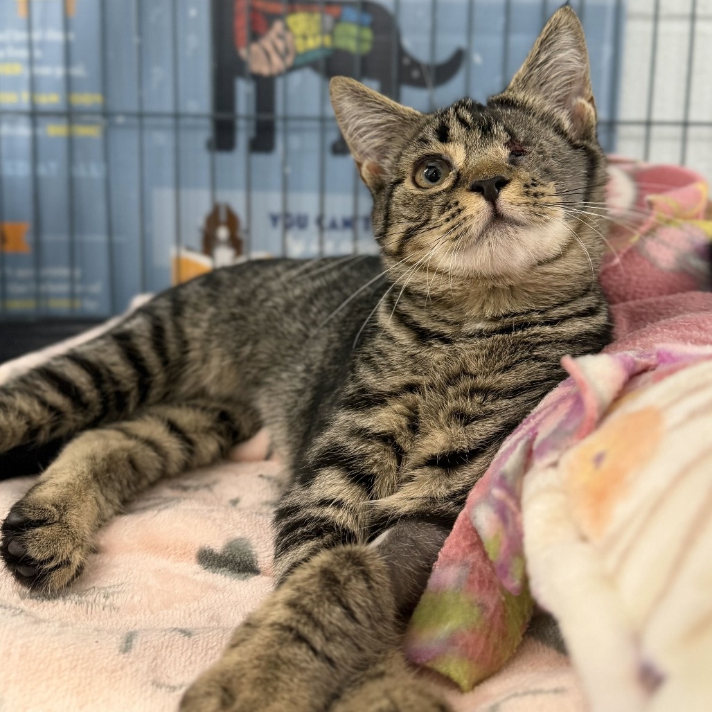 RUBY JUNE (BONDED TO BIJIN) - Domestic Shorthair available for adoption