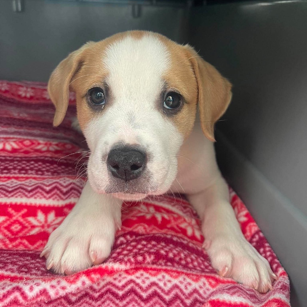 Cliff, a Terrier, Pit Bull / Mixed Breed (Medium)