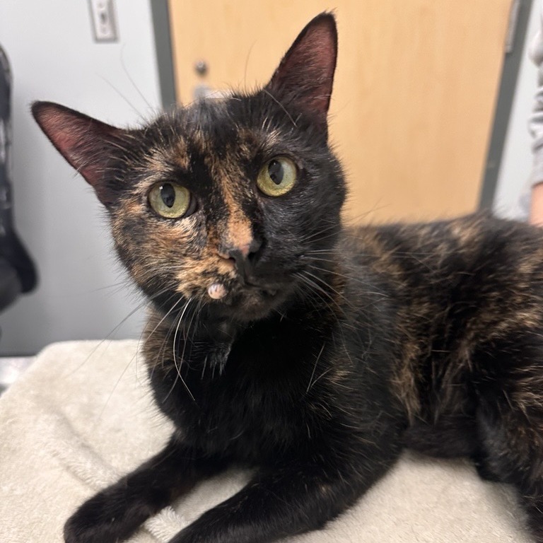 ALLISON KAT - Domestic Shorthair / Mix available for adoption