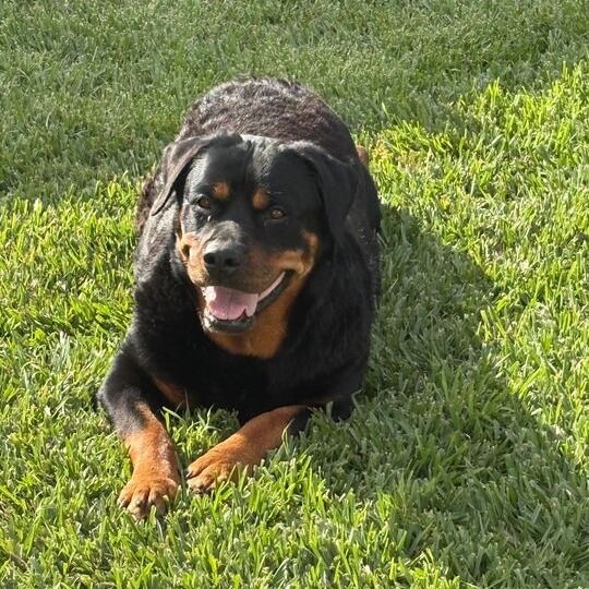 Diva, photo 3