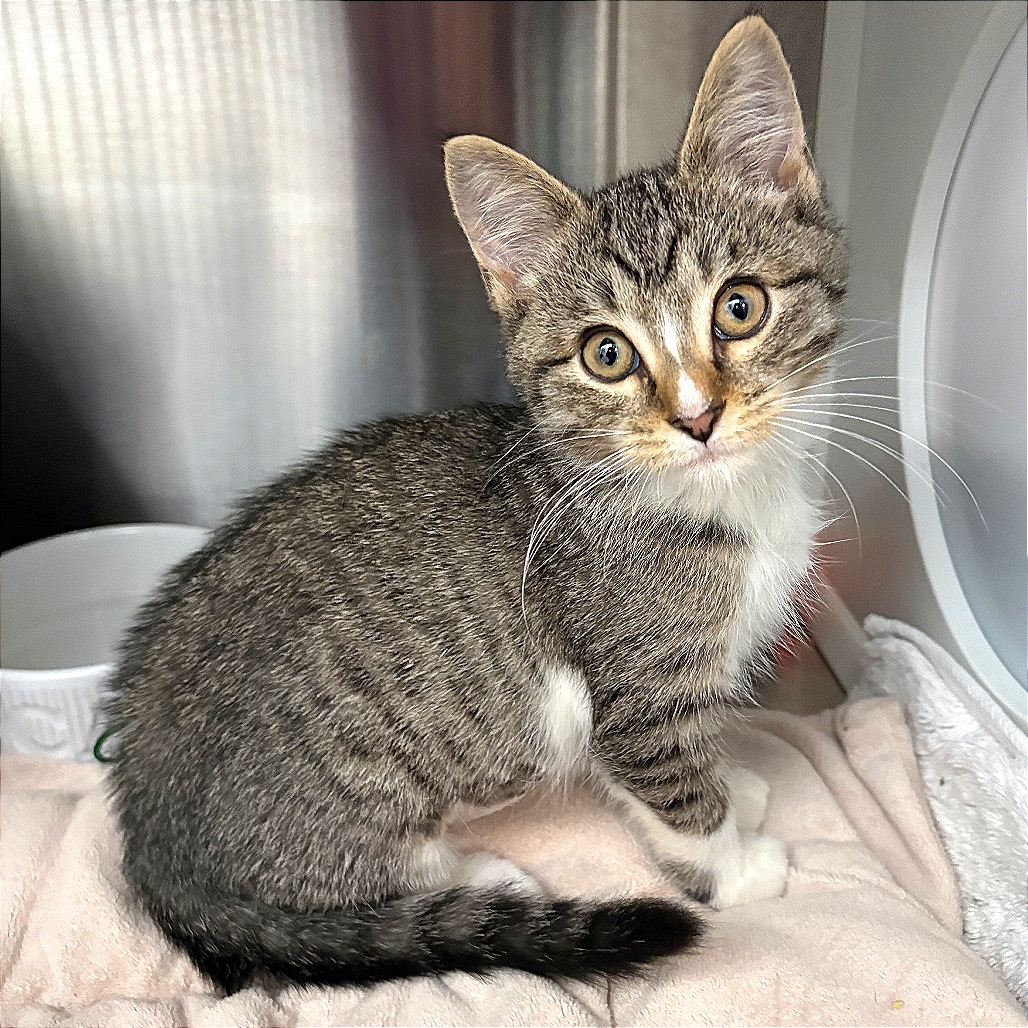 Image of Boots with the fur looking at the camera
