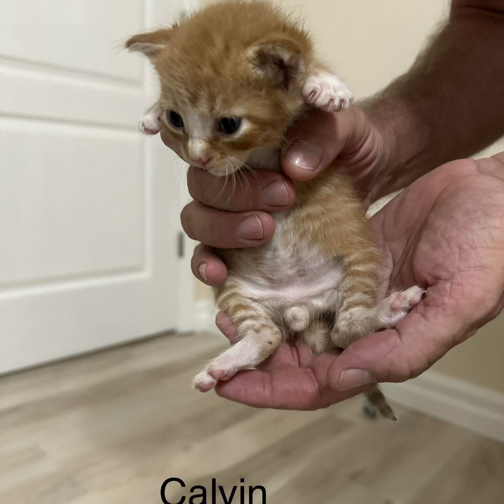 Calvin