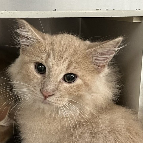 FIRST CLASS - Domestic Medium Hair available for adoption