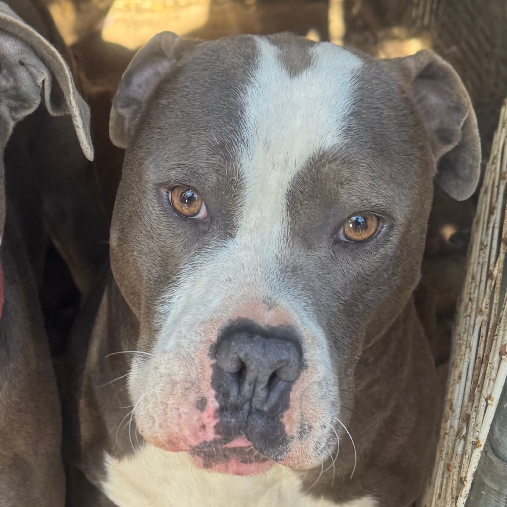 Clyde — thumbnail 3