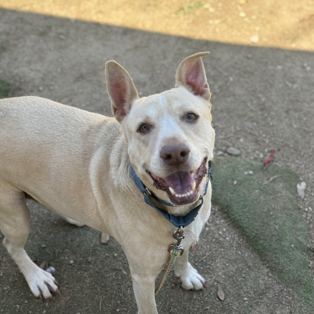 Kilo, adoptable senior dog